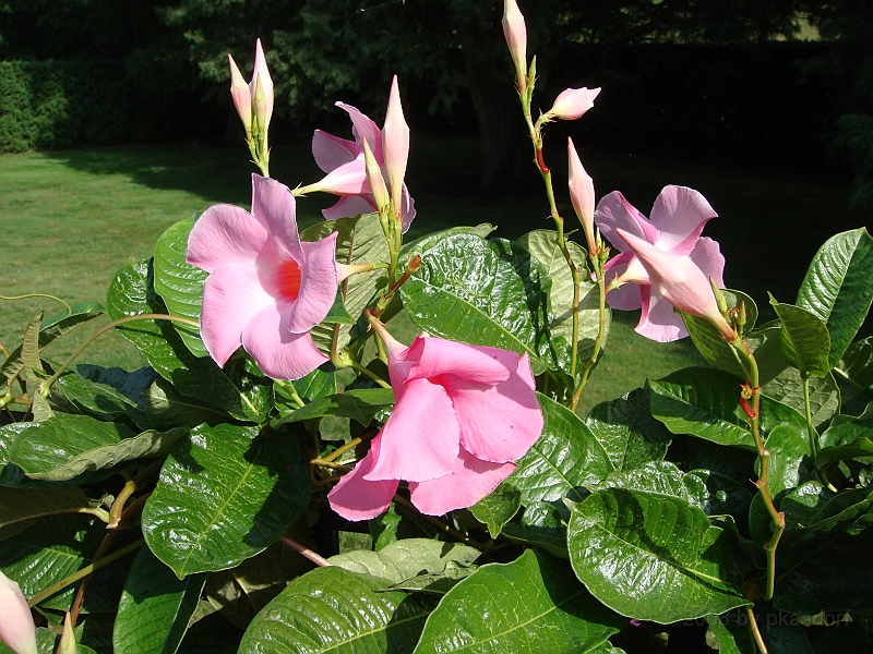 151 Longwood Gardens [2008 August 23].JPG - Longwood Gardens in Pennsylvania